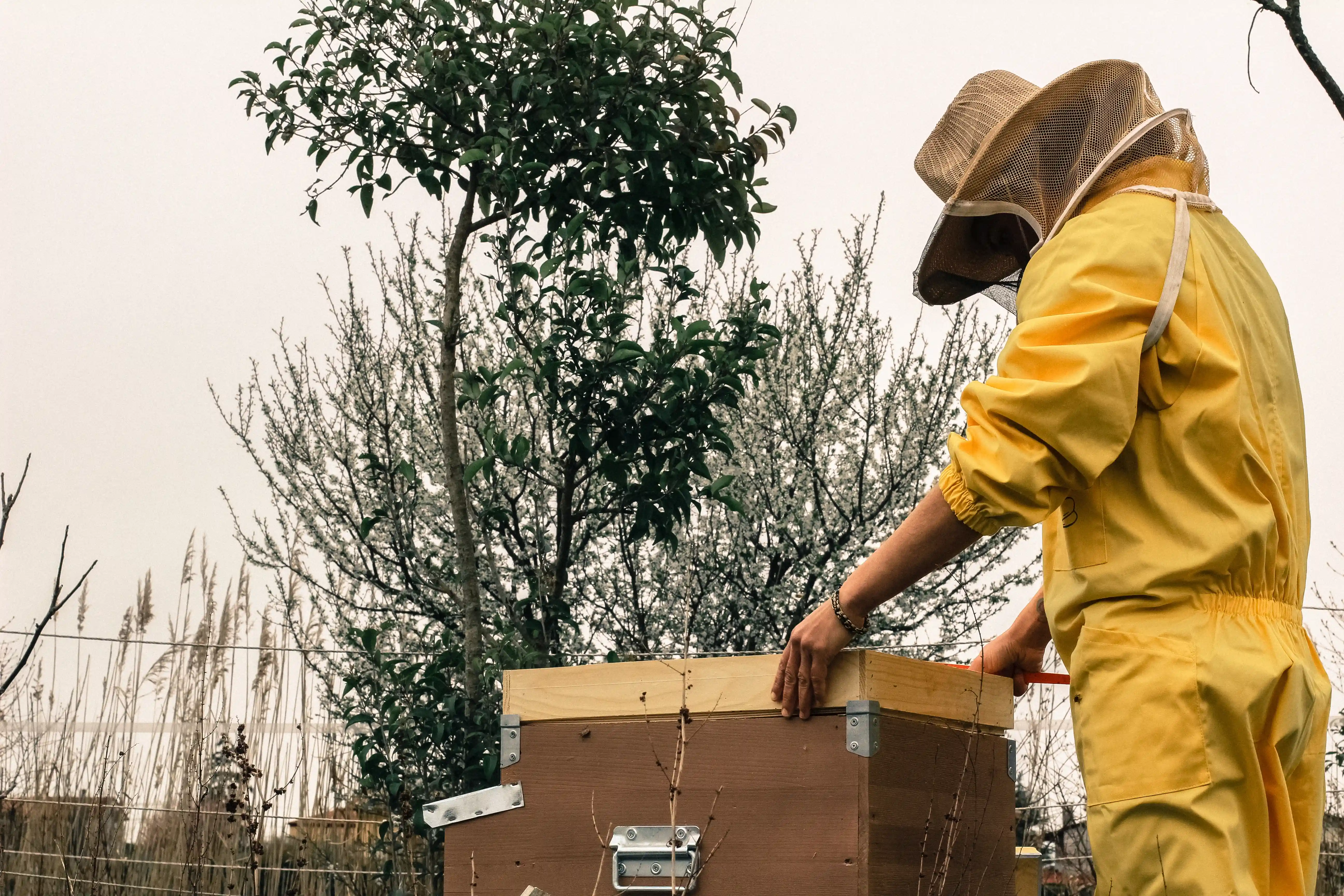 apicoltore andalenta